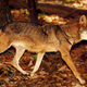 Image for article titled Ten Strange Animal Hybrids
